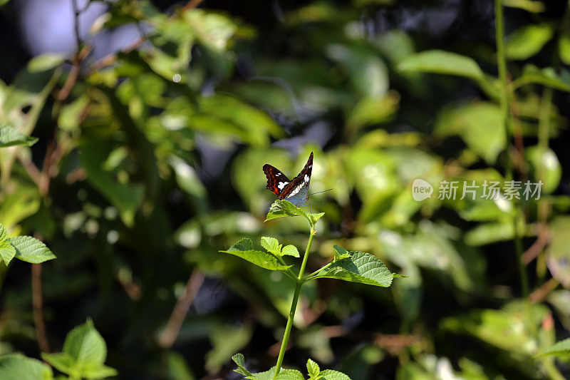 印度尼西亚:Way Kambas国家公园的蝴蝶